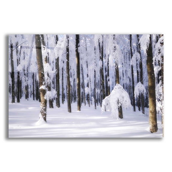 Epic Art 'White Muslin' by Philippe Sainte-Laudy, Acrylic Glass Wall Art, 16"x12"
