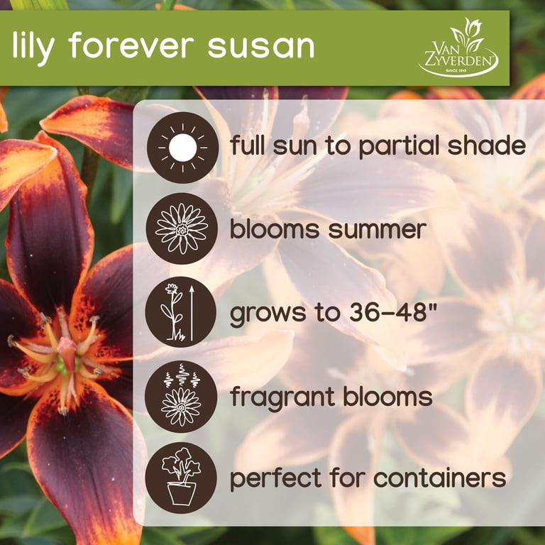Van Zyverden Lily Forever Susan, Dormant Bulb, Partial Sun 3-6hrs