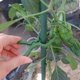 thumbnail image 4 of BESTYASH 25Ud Clips Para Plantas Con Material Duradero Para Jardinería Y Soporte De Plantas, 4 of 7