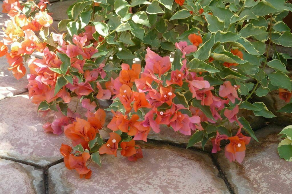 Bougainvillea 'Orange King' Plant