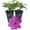 2 Plants, variant on Clematis Perrins Pride - Live Starter Plant in a 2 Inch Growers Pot - Starter Plants Ready for The Garden - Rare Clematis for Collectors