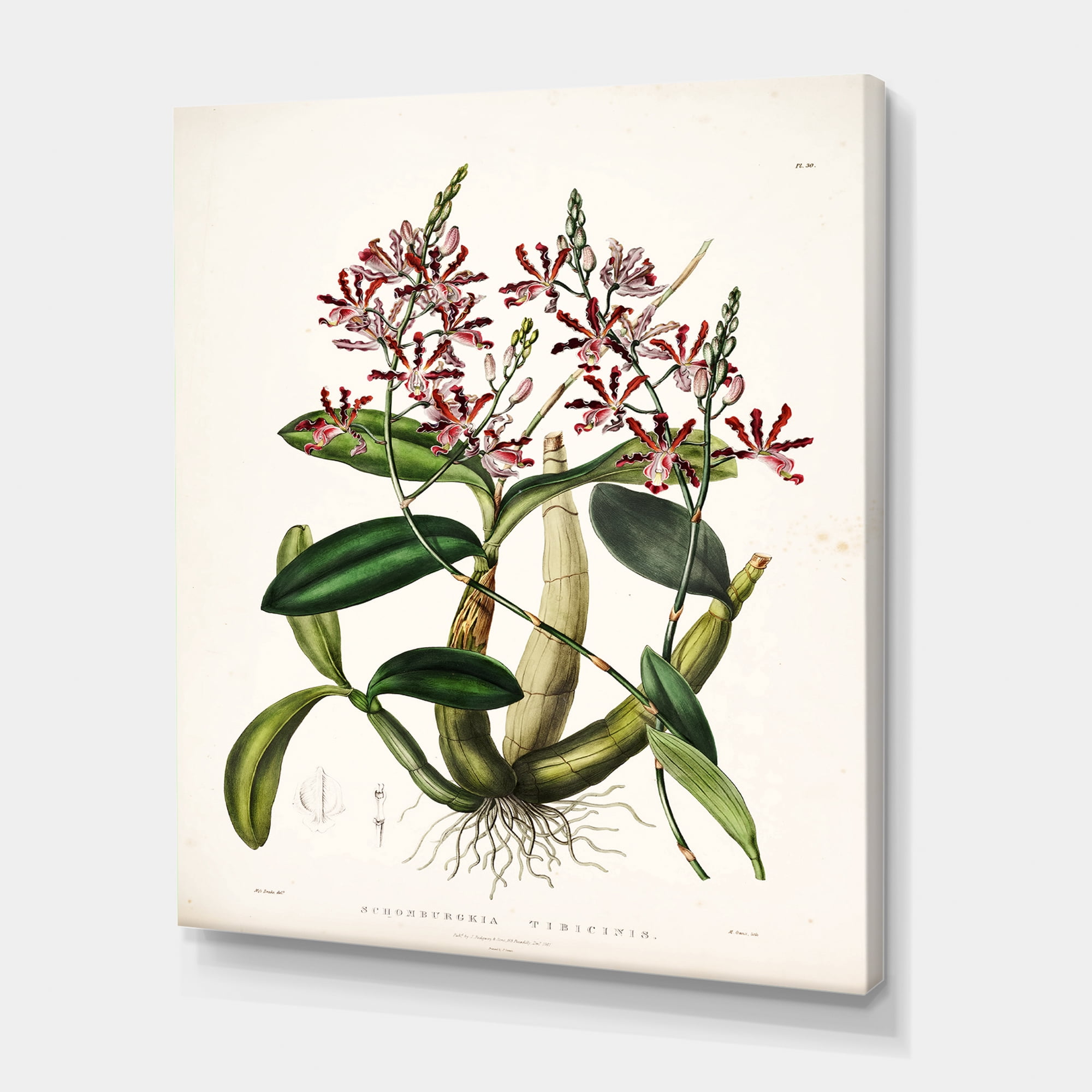 Designart ' Ancient Plant Life VII ' Traditional Canvas Wall Art Print