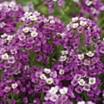 thumbnail image 4 of Burpee Royal Carpet Alyssum Flower Seed, 1-Pack, 4 of 6