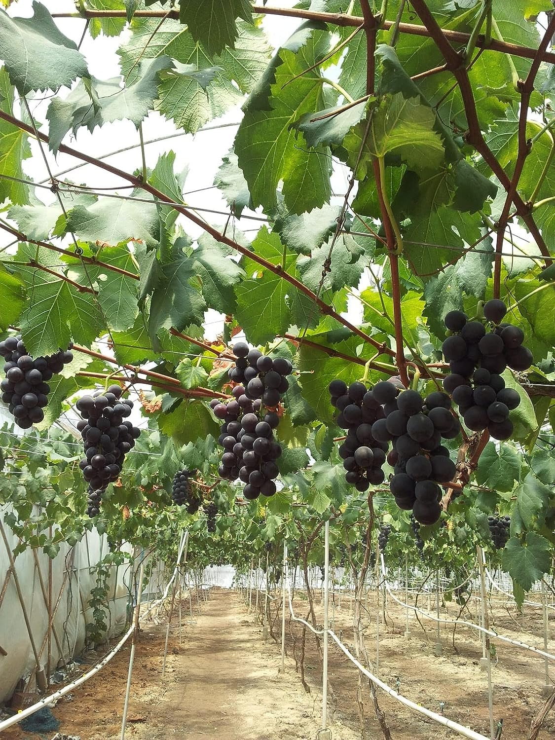 Grape Vine Plant - 5 Live Plants in 4 Inch Growers Pots - Variety is Grower's Choice Based on Health, Beauty and Season - Edible Fruit Bearing Tree for The Patio and Garden