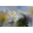 thumbnail image 2 of Westum, Heidi 32x22 Black Ornate Wood Framed with Double Matting Museum Art Print Titled - Anemone Nemorosa, 2 of 4