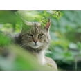 thumbnail image 2 of Zwick, Martin 14x12 Gold Ornate Wood Framed with Double Matting Museum Art Print Titled - European wildcat in Wildkatzendorf Huetscheroda (wildcat village)-Hainich-Thuringia-Germany, 2 of 4