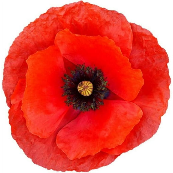Exotic Strains of Poppy Seeds for Planting (200 Seeds Per Packet) - Easy to Grow, Ships Fron Iowa, USA (Red Corn Poppy)
