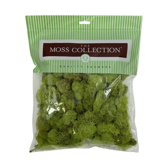 Quality Growers Preserved Reindeer Moss - Premium Decorative Moss for Crafts, Home Décor, Art, Design & DIY Projects - Real Moss - Non-Toxic, USA-Made (Chartreuse, Medium Size)