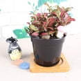 thumbnail image 2 of 10PCS Black Plastic Succulent Pot Thickening Basin Succulent Bulb Deepen Scrub Flower Round Pot Garden Accessories, 2 of 5