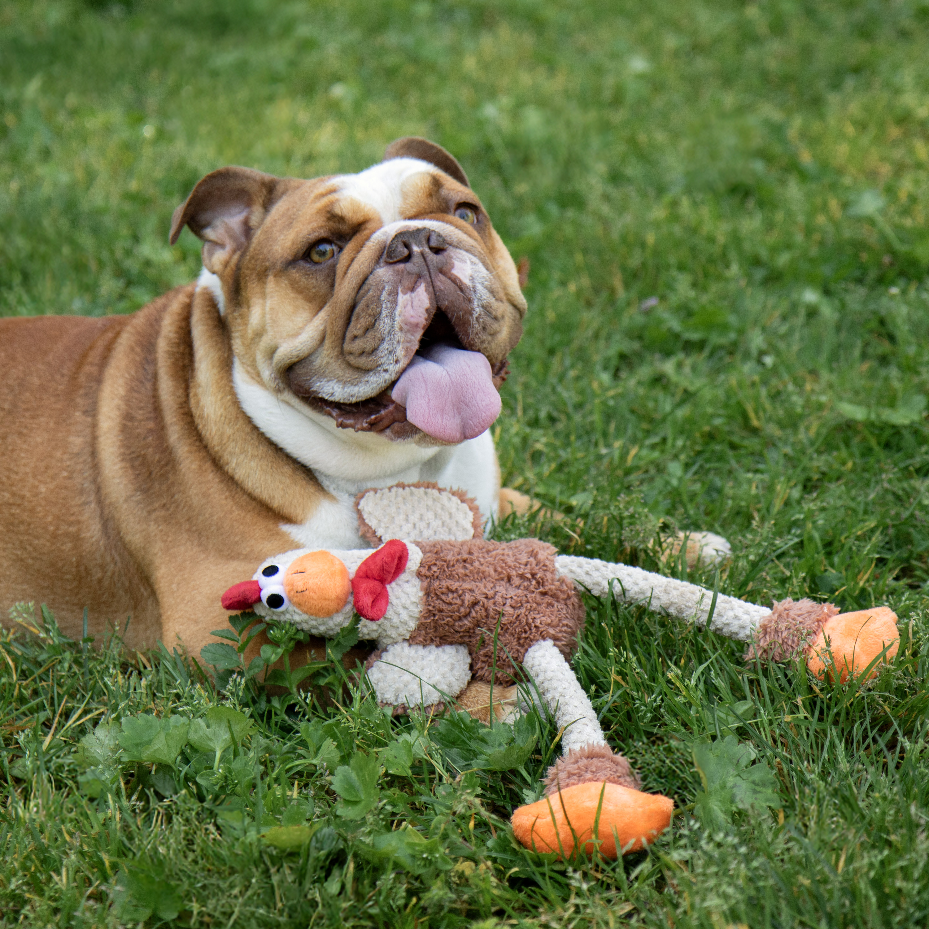 goDog Farm Friends Rooster Plush Dog Toy, Medium photo 6