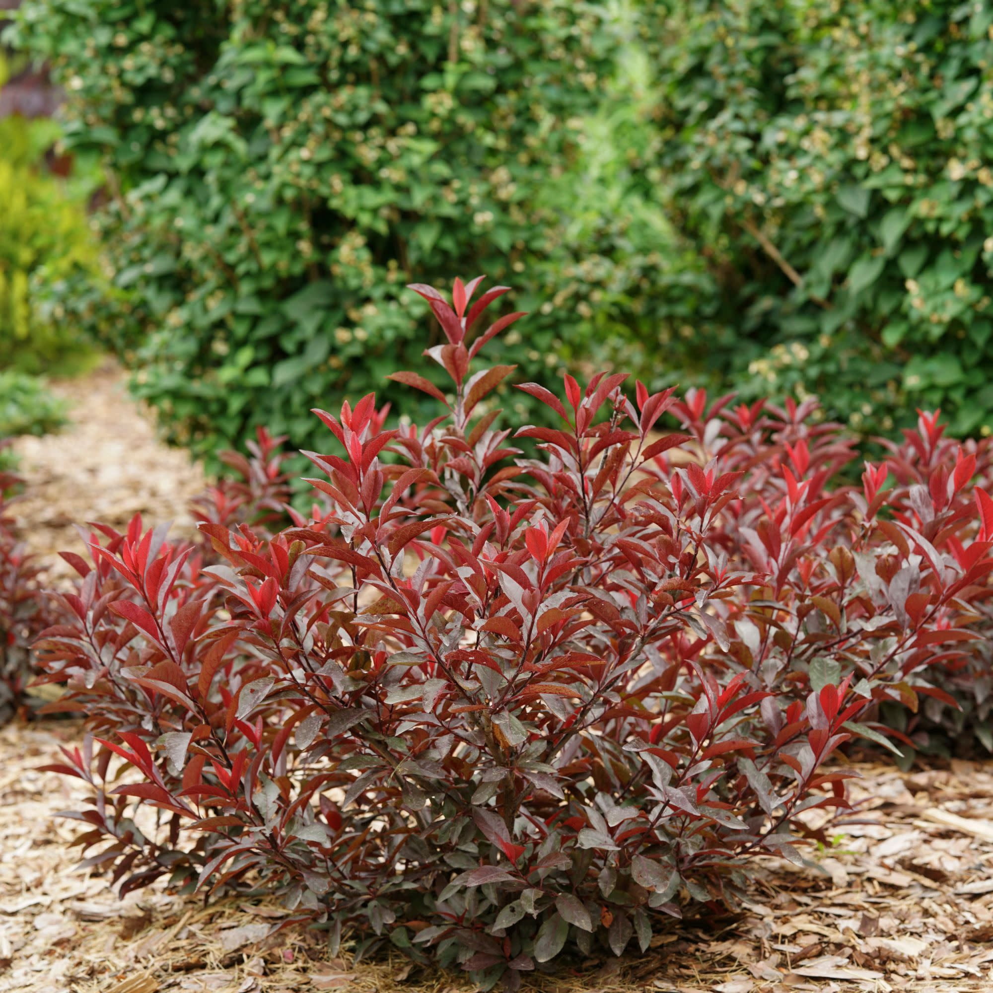 Proven Winners ColorChoice 5" Purple Stay Classy Purple Leaf Sand Cherry Live Plant in 4.5" Pot (4 Count)