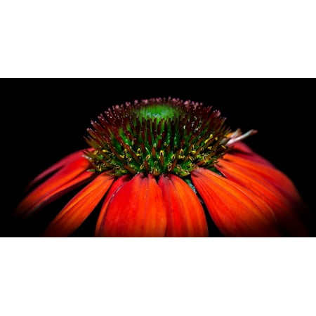 LAMINATED POSTER Echinacea Macro Flower Blossom Yellow Pano Bloom Poster Print 24 x 36