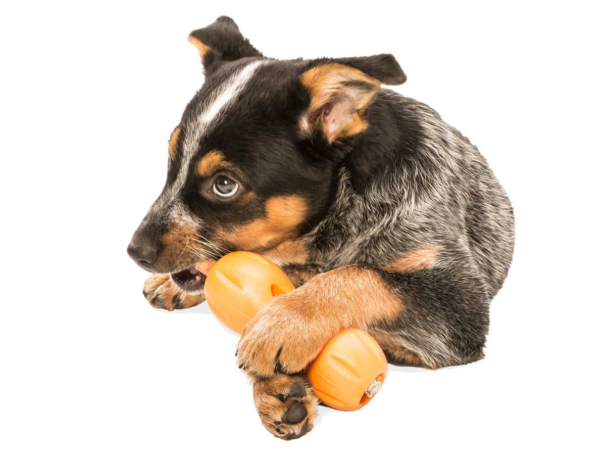 West Paw Zogoflex Qwizl Large 6.5" Dog Toy Tangerine