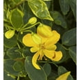 thumbnail image 3 of Pack 2 Cassia Bicapsularis Plants Butterfly Bush Winter Cassia Yellow Candlewood Plant 3-4 Inch Tall, 3 of 7
