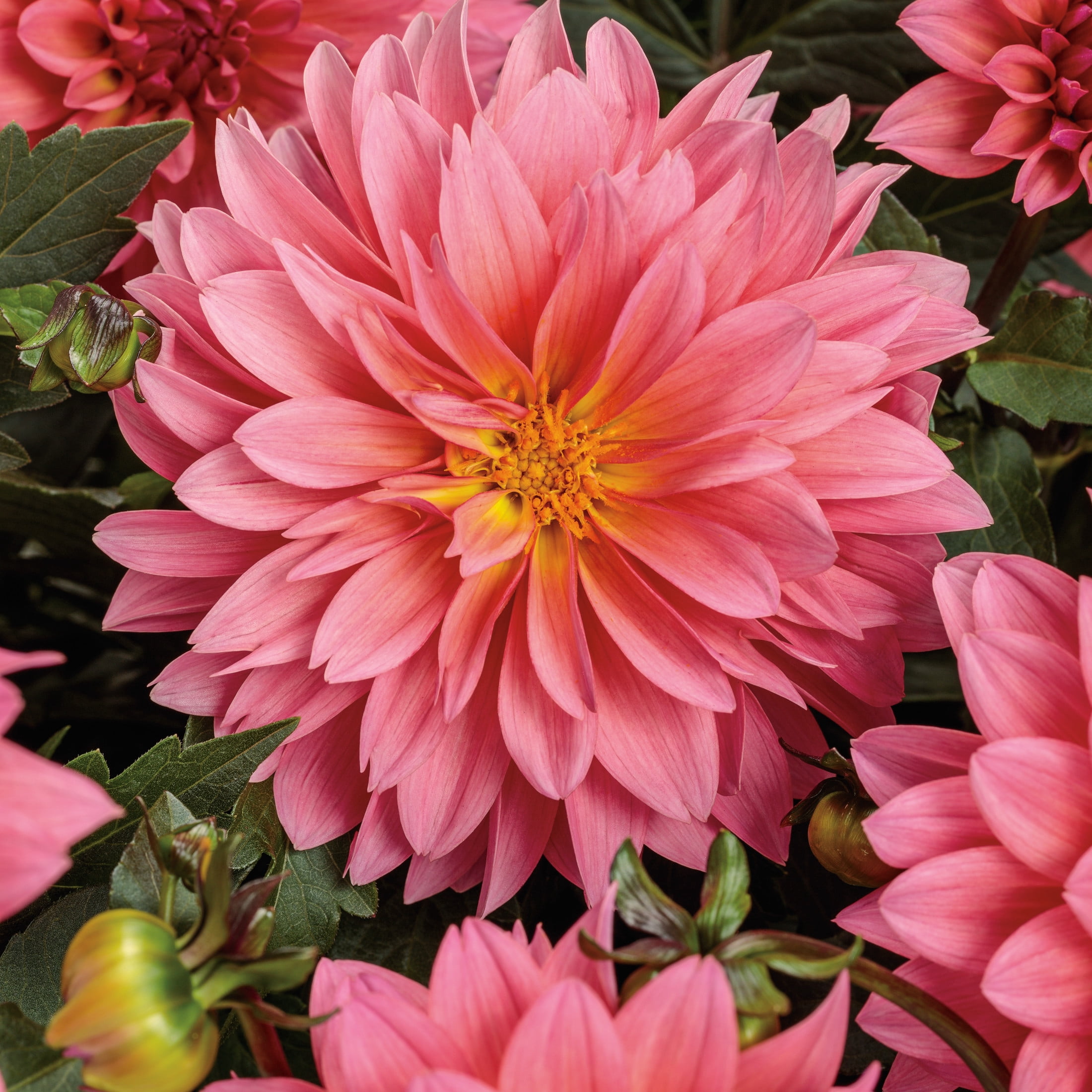 Proven Winners 8" Virtuoso Pinkerific Dahlia Live Plant in 6.5" Pot
