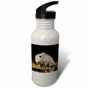 Virginia Opossum wildlife, Hill Country, Texas - NA02 RNU0819 - Rolf Nussbaumer 21 oz Sports Water Bottle wb-84634-1