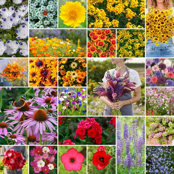 Eden Brothers Southeast Wildflower Mixed Seeds for Planting, 1 lb, 480,000  Seeds with Cornflower, Blanket Flower | Attracts Pollinators, Plant in Spring or Fall, Zones 3, 4, 5, 6, 7, 8, 9, 10