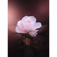 thumbnail image 3 of Love Grams 14x18 Black Modern Framed Museum Art Print Titled - Rose in Time, 3 of 5