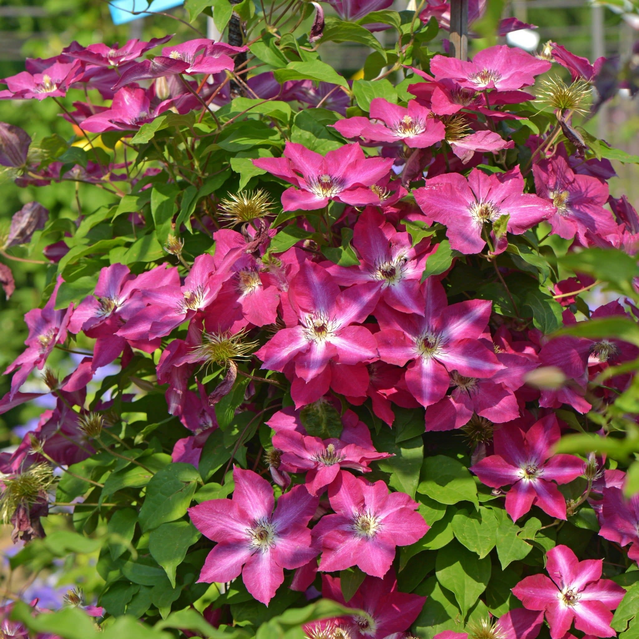 Proven Winners ColorChoice 5" Red 'Viva Polonia' Clematis Live Plant in 4.5" Pot (4 Count)