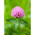 thumbnail image 2 of Red Clover Seed by Eretz 8oz - CHOOSE SIZE! Premium Willamette Valley, Oregon Grown Non-GMO Seeds, No Fillers, No Coatings, No Treatments., 2 of 7