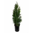 thumbnail image 2 of Emerald Green Arborvitae Tree ( Thuja ) - Live Plant - Trade Gallon Pot, 2 of 3