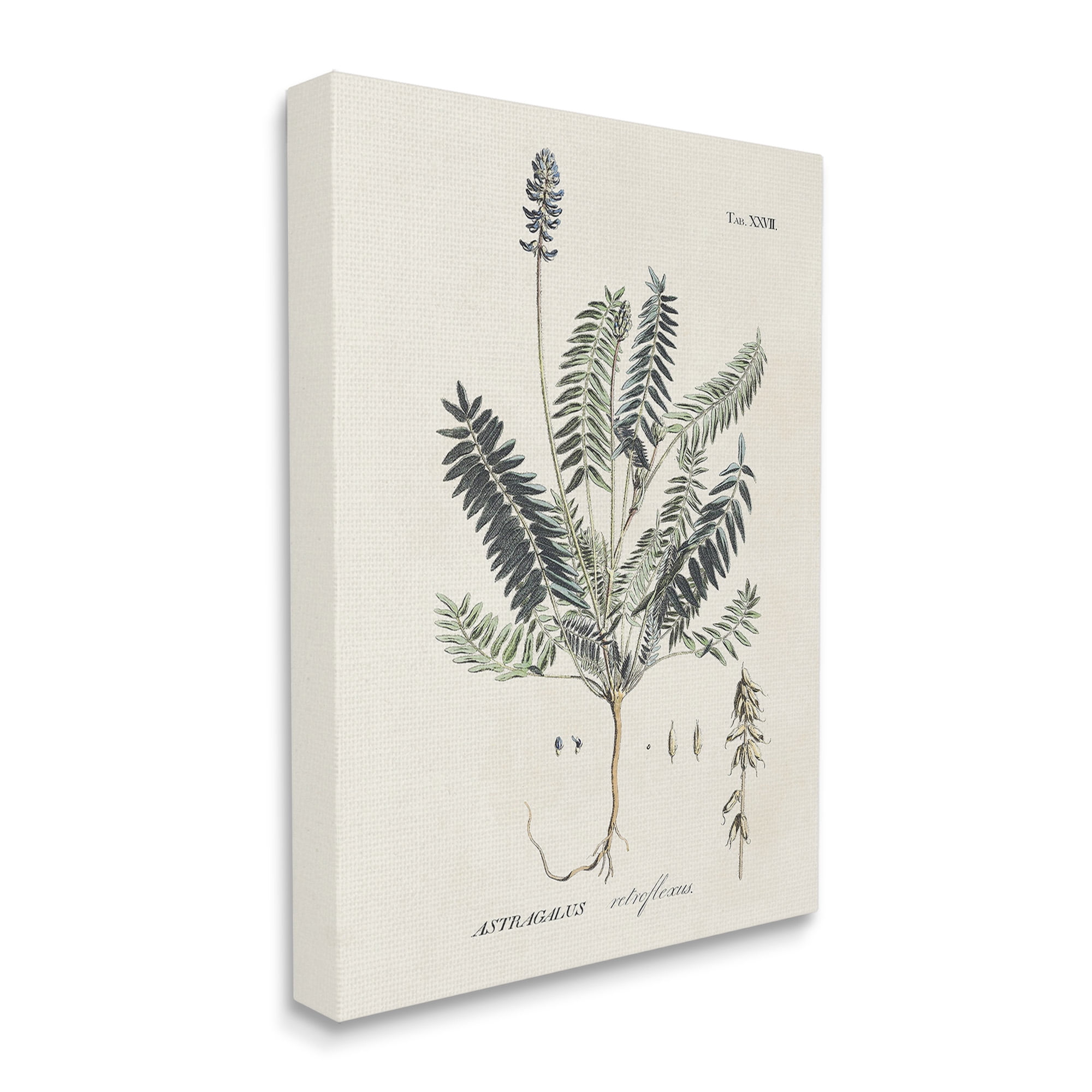 Stupell Industries Vintage Nature Diagram Botanical & Floral Painting Gallery Wrapped Canvas Art Print Wall Art, 36 x 48