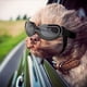 thumbnail image 1 of Gafas para perros de raza pequeña, lentes UV, gafas de sol para perros pequeños, protección de ojos, antivaho para exteriores, a prueba de nieve, negro brillante, 1 of 5