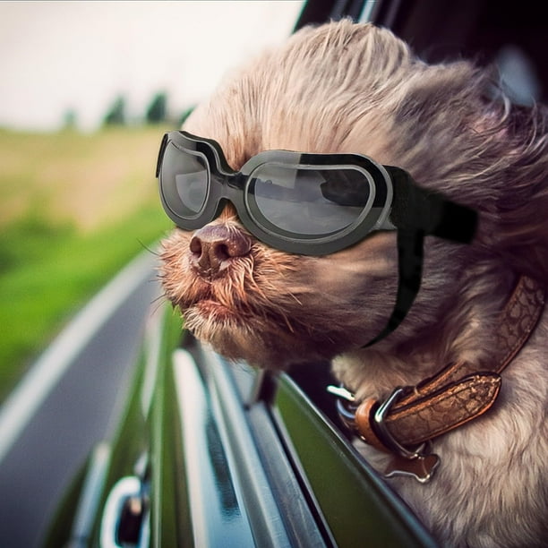 Gafas para perros de raza pequeña, lentes UV, gafas de sol para perros pequeños, protección de ojos, antivaho para exteriores, a prueba de nieve, negro brillante