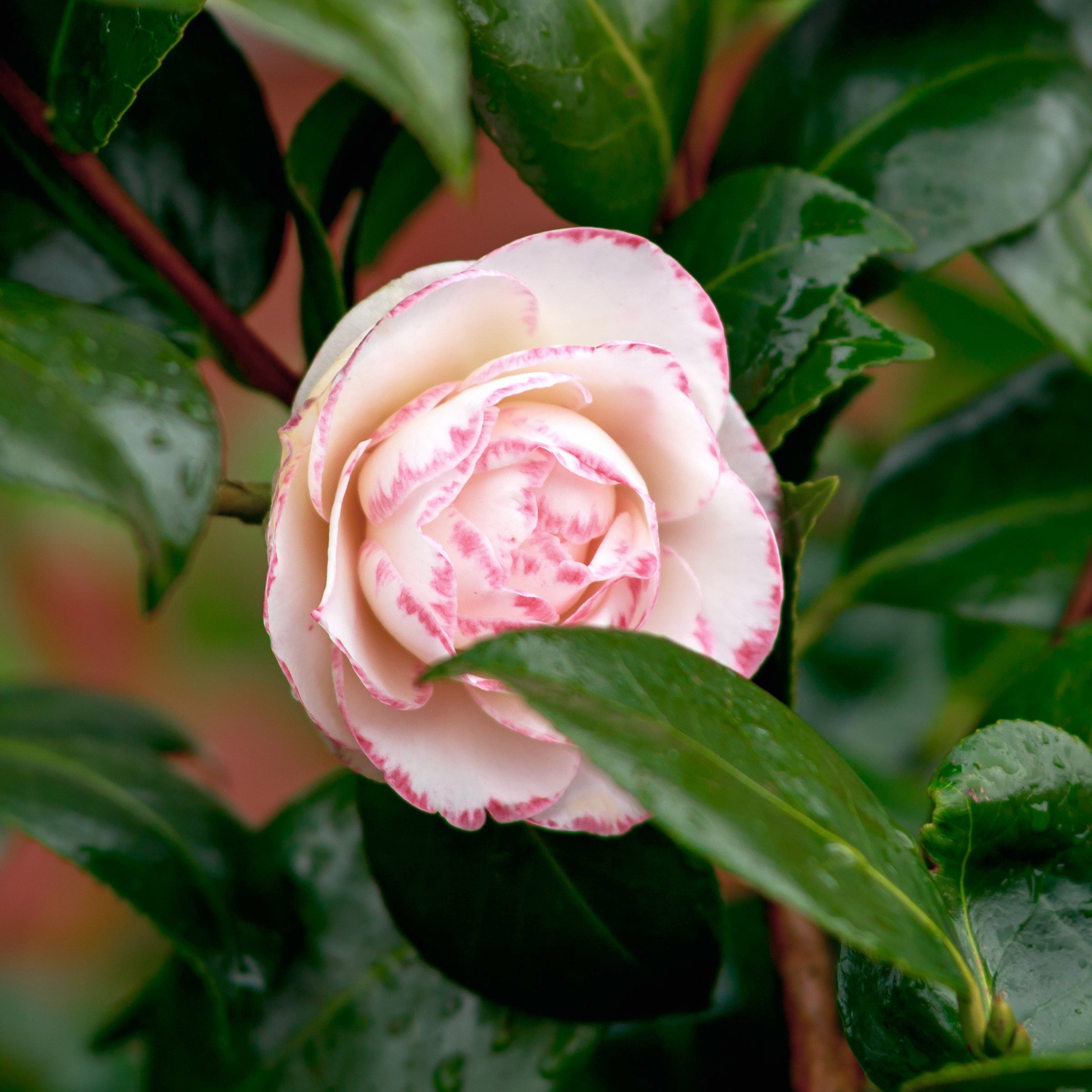 National Plant Network 1 gal. Camellia Sasanqua Leslie Ann Shrub