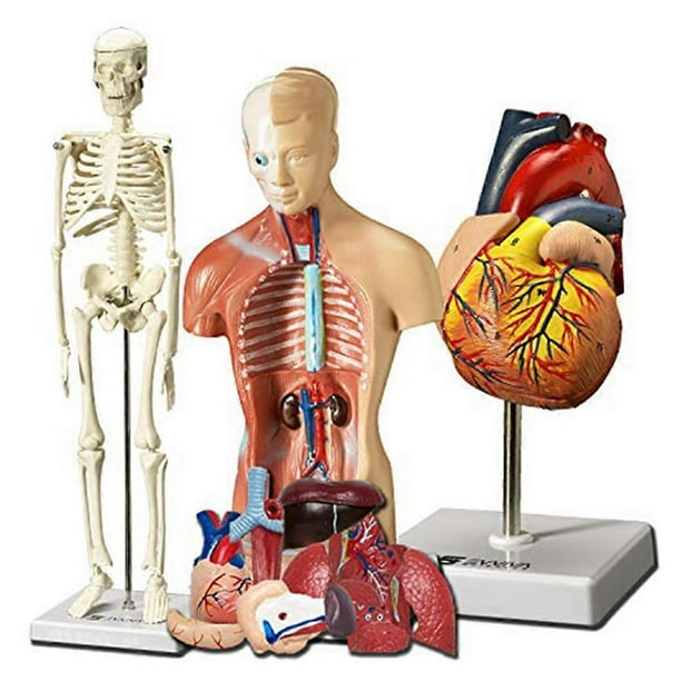 Human Heart, Torso and Skeleton Model - Hands-on 3D Model Learning Tool for Anatomy and Physiology Students