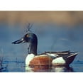 thumbnail image 3 of Fitzharris, Tim 18x14 Black Modern Framed Museum Art Print Titled - Northern Shoveler Drake, 3 of 5