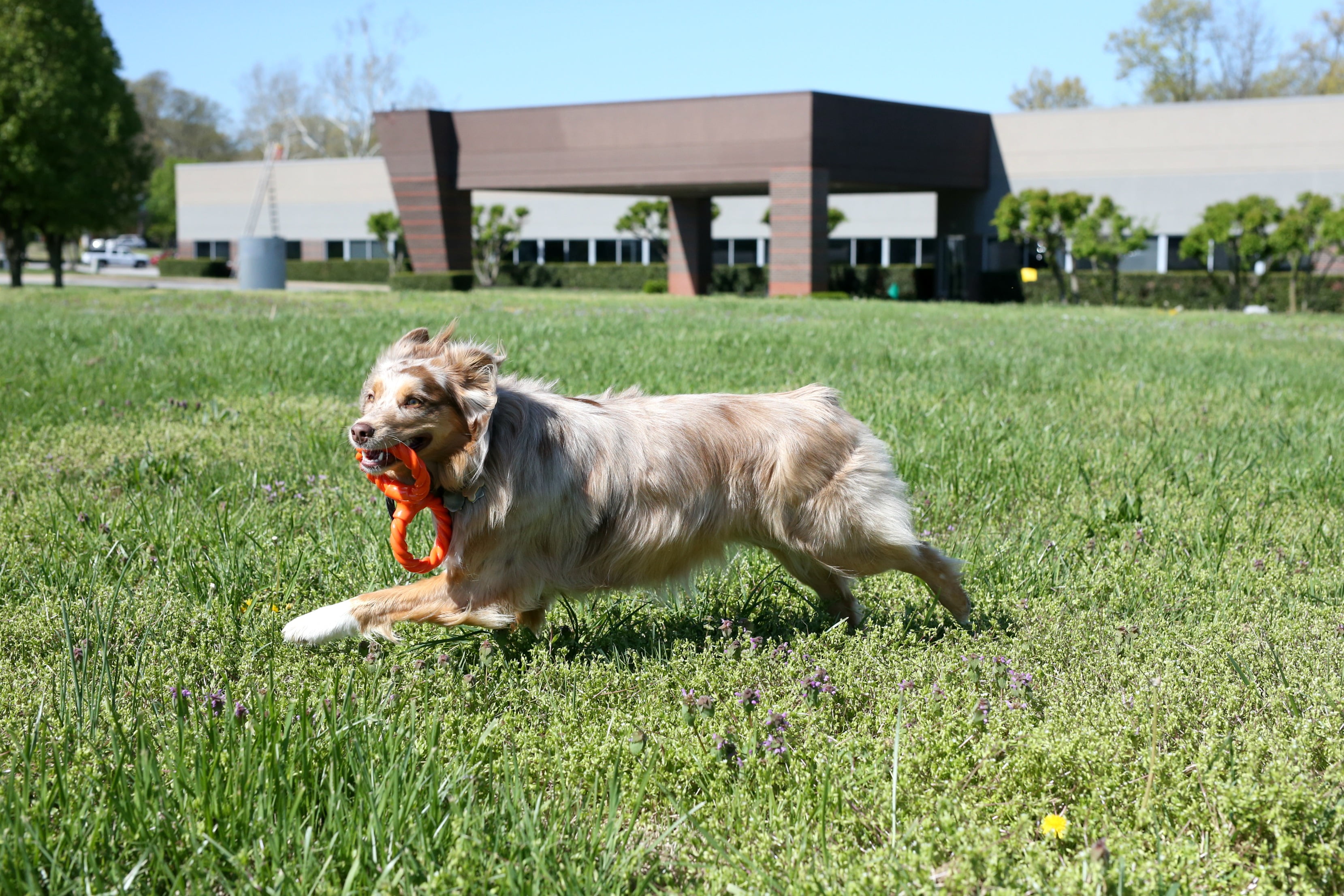 Infinity Pet TPR and Rope Twist n Tug Toy, Double Ring, Orange