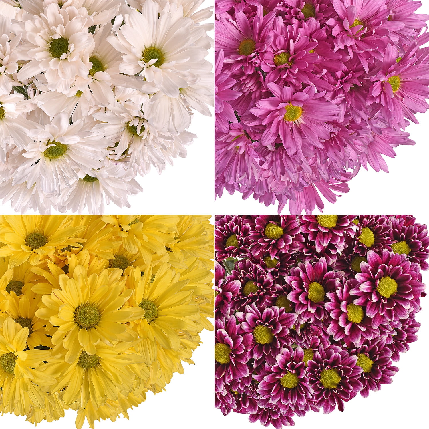 Fresh Cut Assorted Daisies, Pack of 60 by InBloom Group