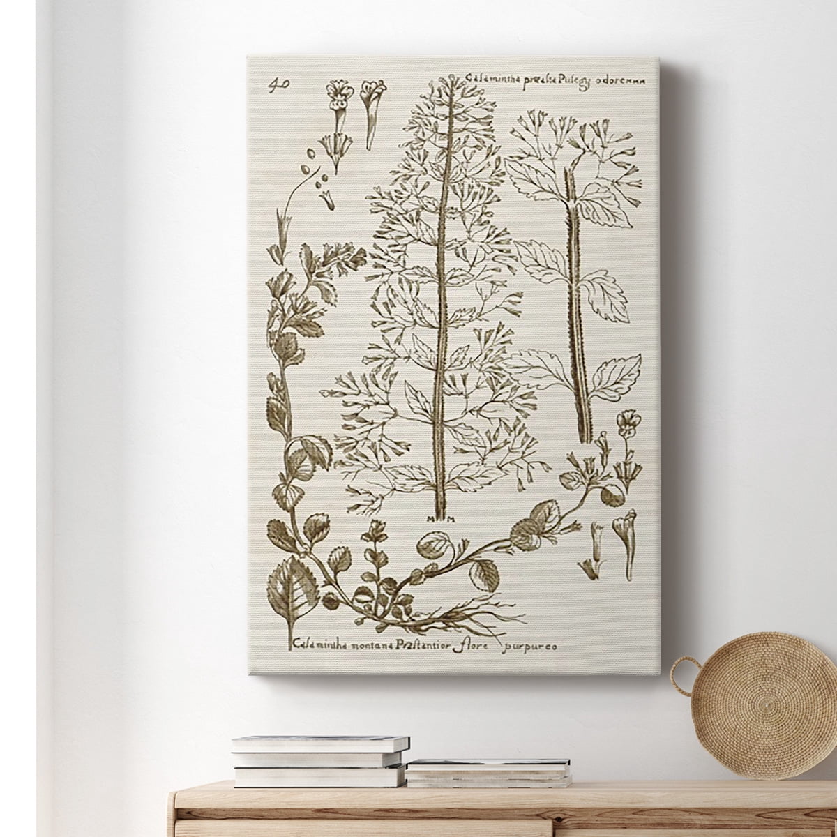Sepia Botanical Journal V Premium Gallery Wrapped Canvas - Ready to Hang