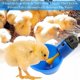 thumbnail image 2 of Bebedero para aves de corral, dispensador automático de agua de plástico para pollos, bebedero para pollos, gallinero, bebederos para aves de corral -, 2 of 5