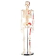 thumbnail image 1 of Modelo Breesky Mini de esqueleto humano de 85 cm con soporte de metal, 1 of 7