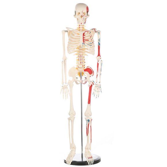 Modelo Breesky Mini de esqueleto humano de 85 cm con soporte de metal