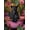 Black, variant on Mudket Black Panther in Pink Bathtub Tropical Floral Canvas Wall Art, Funny Bathroom Glam Wall Prints Waterproof Canvas for Bathroom Bedroom Home Decor , Framed Ready to Hang - 12"L x 8"W