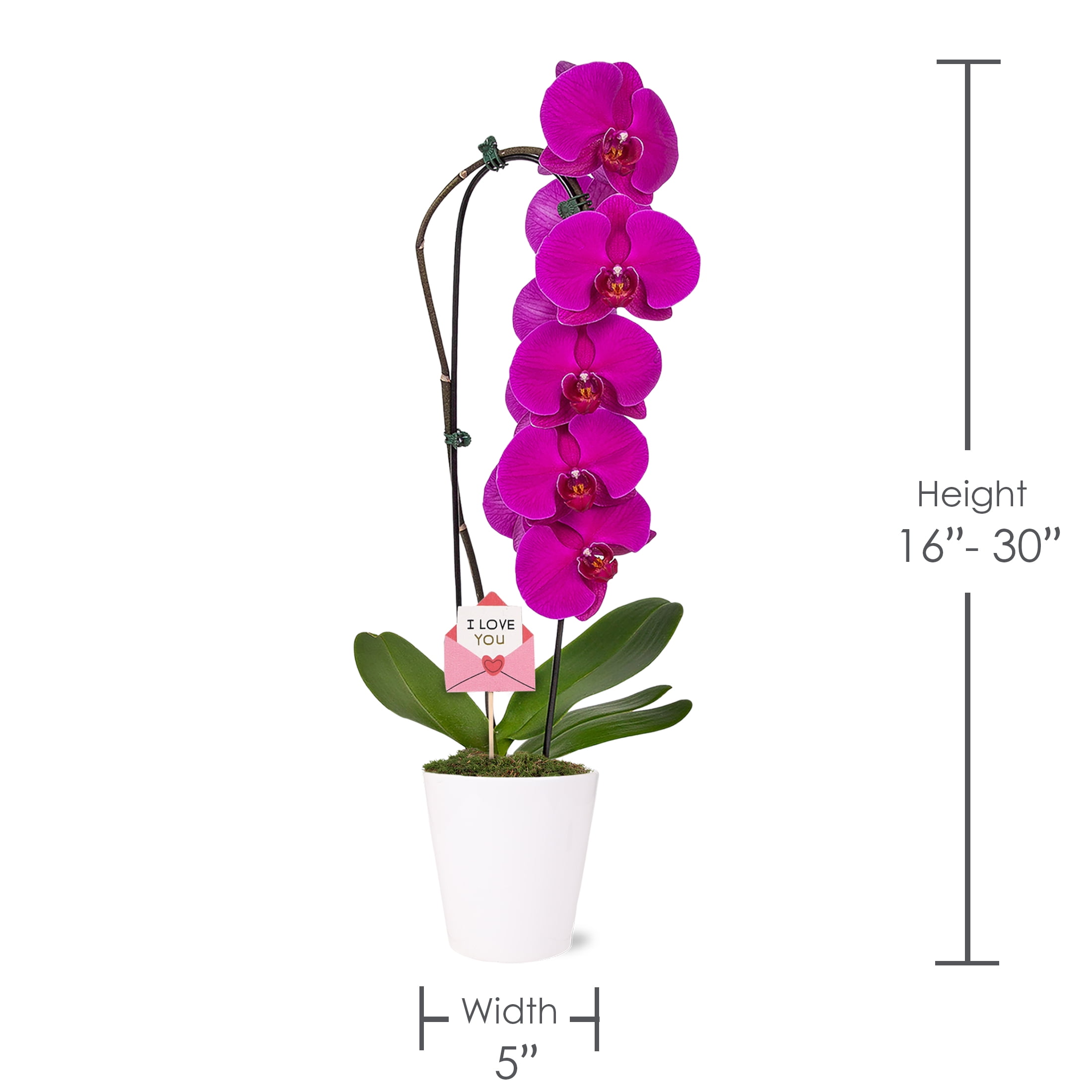5IN Purple Waterfall Orchid (VDAY Edition) – White Quinn Pot – “I Love You Envelope” Pick