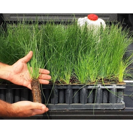 Longleaf Pine Tree 10 Live Plants Pines Palustris Hardy Fast Growing Evergreen Eco-Friendly Trees