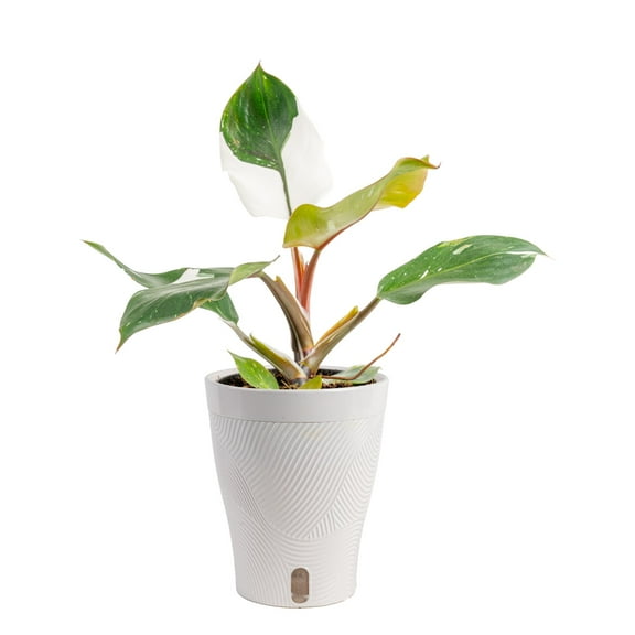 Costa Farms 12" White Knight Philodendron Live House Plants in 5" Self-Watering Planter