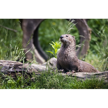 LAMINATED POSTER Grass Log Otter Animal Animal Photography Poster Print 24 x (Best Photography Logo Design)