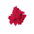 thumbnail image 3 of Holiday Time 17" Red Velvet Artificial Christmas Poinsettia Plant in Green Foil Wrapped Pot, 3 of 6