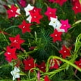 thumbnail image 4 of Outsidepride Cypress Vine Seed Mix - 200 Seeds, 4 of 7
