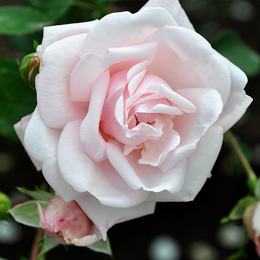 Heirloom Roses Pink Rose Bush - The New Dawn Plant , Live Fragrant Climbing Plants For Outdoors