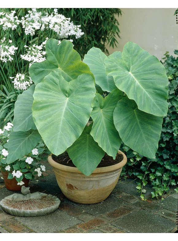Elephant Ear Bulbs in Plant Bulbs