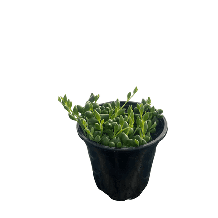 String of Pearls - Senecio rowleyanus - Succulent - 4" Pot