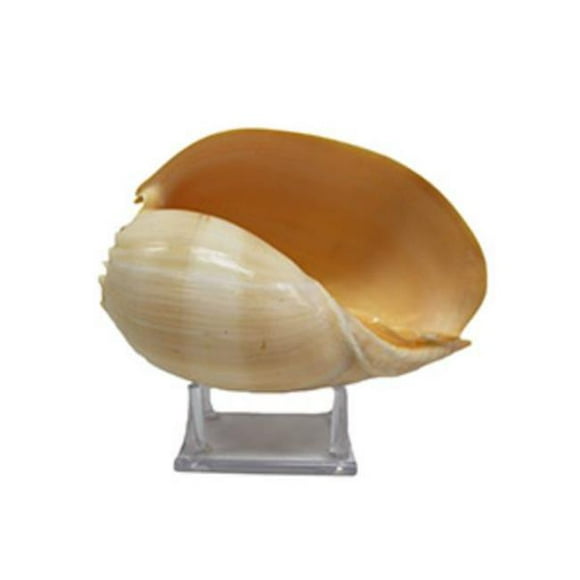 U.S. Shell 08018 Melo Diadema with Stand