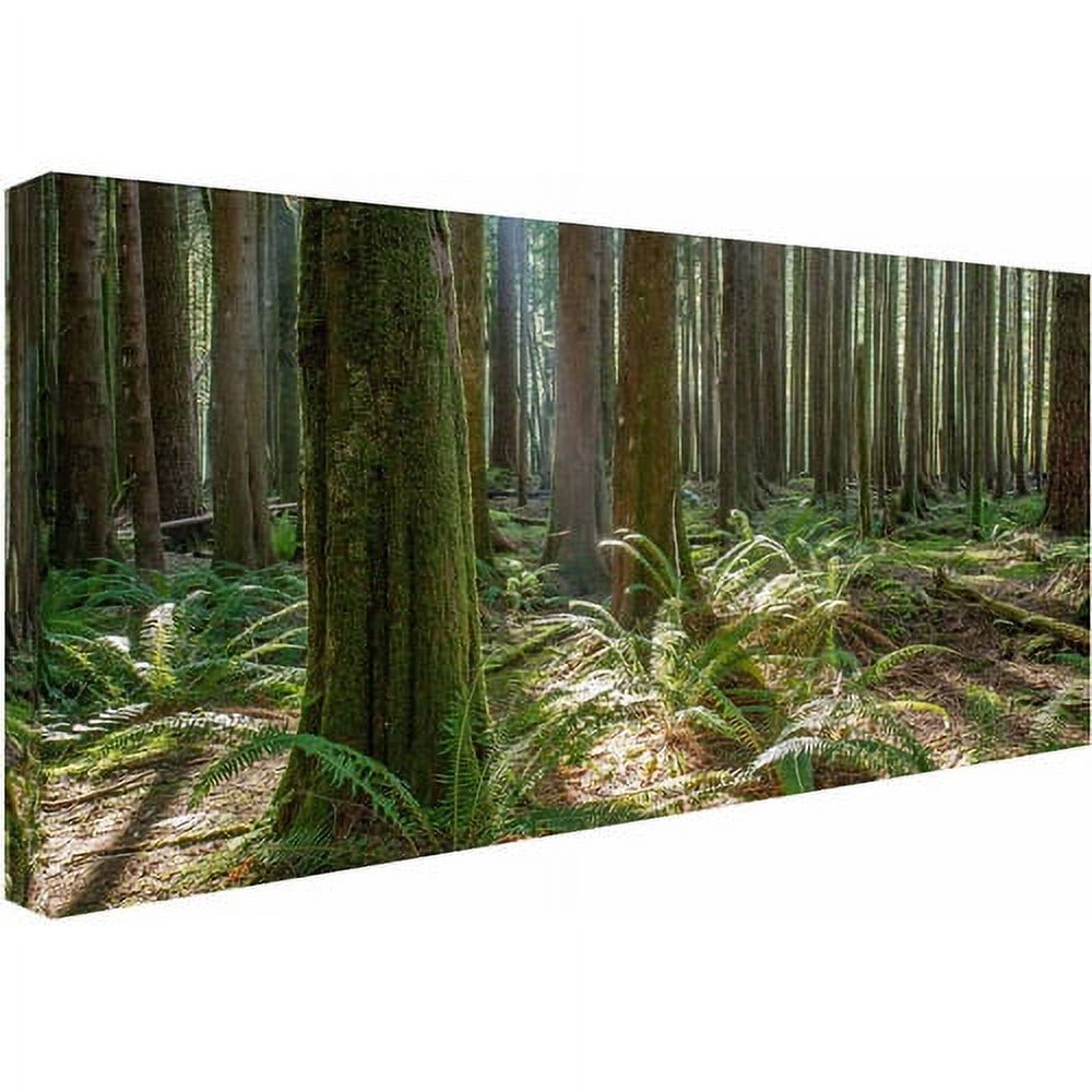 Trademark Fine Art "Forest" Canvas Art by Pierre Leclerc