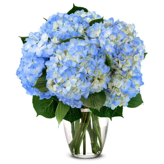 From You Flowers - Blue Hydrangea Bouquet for Birthday, Anniversary, Get Well, Congratulations, Thank You, All Occasions